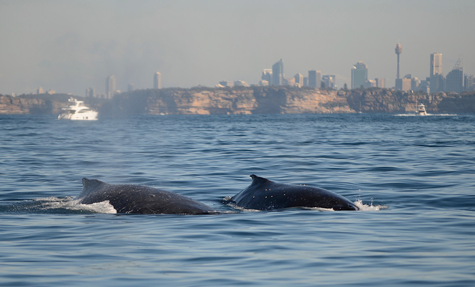 Take a trip of a lifetime on-board a majestic 2.5 Hour Sydney Whale Watching Cruise with Harbourcat Cruises...